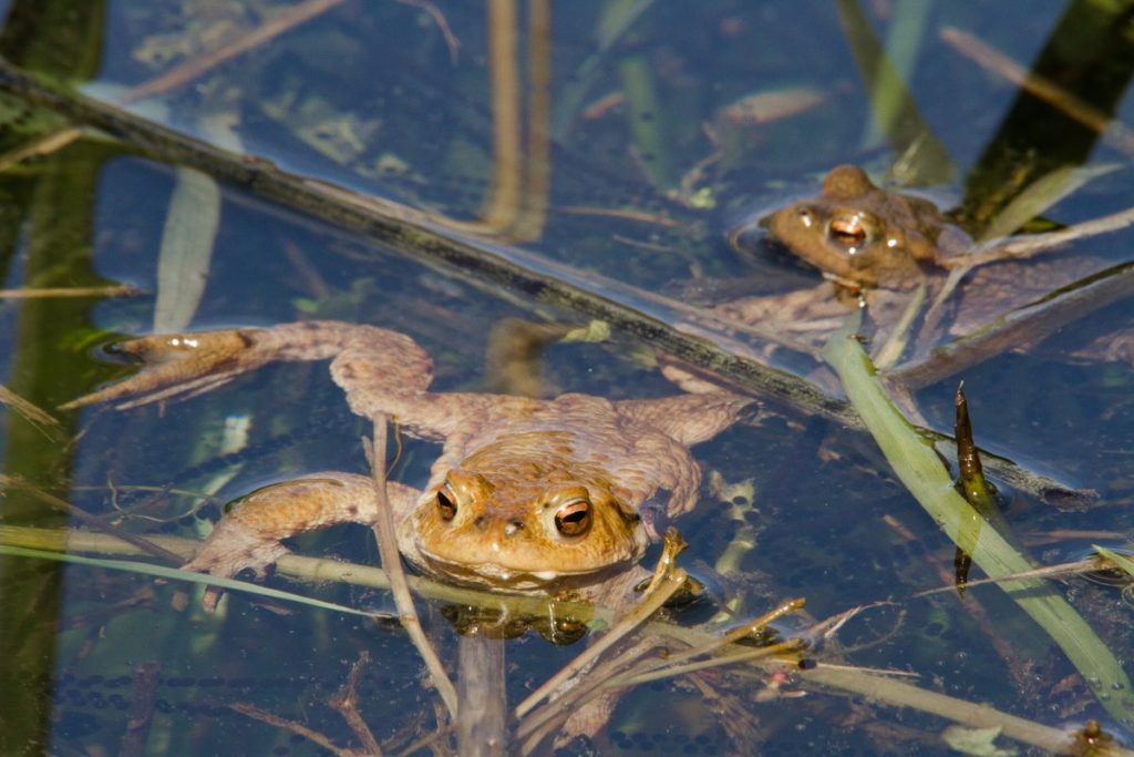 Crapauds communs - Bufo bufo - Accouplement