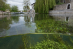 L'Ornain à Gondrecourt-le-château (55) © Anne-Cécile Monnier