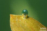 Bulle d'air sur potamot, L'Ornain (55) © Anne-Cécile Monnier