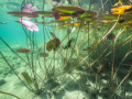 Nénuphars - JURA © Anne-Cécile Monnier