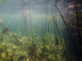 Etang forestier - LORRAINE © Anne-Cécile Monnier