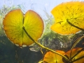 Nénuphars © Anne-Cécile Monnier