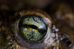 Crapaud calamite © Anne-Cécile Monnier