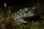 Crapaud calamite © Anne-Cécile Monnier
