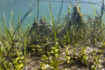 Pontes de crapaud commun © Anne-Cécile Monnier