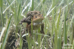 Crapaud commun © Anne-Cécile Monnier