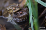 Crapaud commun © Anne-Cécile Monnier