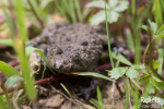 Crapaud sonneur à ventre jaune © Anne-Cécile Monnier