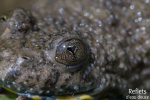 Crapaud sonneur à ventre jaune © Anne-Cécile Monnier