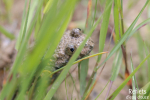 Crapaud sonneur à ventre jaune © Anne-Cécile Monnier