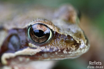 Grenouille rousse © Anne-Cécile Monnier