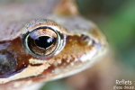 Grenouille rousse © Anne-Cécile Monnier