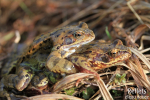 Grenouille rousse © Anne-Cécile Monnier