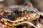 Grenouille rousse © Anne-Cécile Monnier