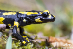 Salamandre tachetée © Anne-Cécile Monnier