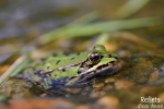 Grenouille verte © Anne-Cécile Monnier