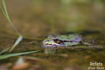 Grenouille verte © Anne-Cécile Monnier