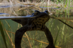 Crapaud commun © Anne-Cécile Monnier