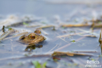 Crapaud commun © Anne-Cécile Monnier