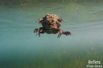 Crapaud commun © Anne-Cécile Monnier