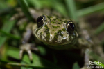 Pélodyte ponctué © Anne-Cécile Monnier