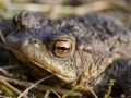Crapaud commun © Anne-Cécile Monnier