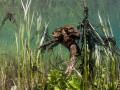 Crapaud commun © Anne-Cécile Monnier