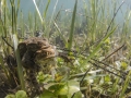 Crapaud commun © Anne-Cécile Monnier
