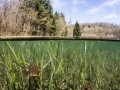 Crapaud commun © Anne-Cécile Monnier