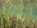 Crapaud commun © Anne-Cécile Monnier