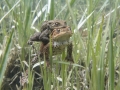 Crapaud commun © Anne-Cécile Monnier