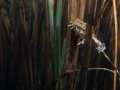 Crapaud commun © Anne-Cécile Monnier