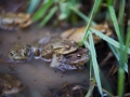 Crapaud commun © Anne-Cécile Monnier