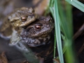 Crapaud commun © Anne-Cécile Monnier
