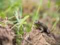 Crapaud sonneur à ventre jaune © Anne-Cécile Monnier