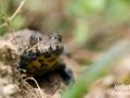 Crapaud sonneur à ventre jaune © Anne-Cécile Monnier