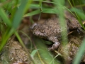 Crapaud sonneur à ventre jaune © Anne-Cécile Monnier