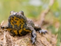 Crapaud sonneur à ventre jaune © Anne-Cécile Monnier
