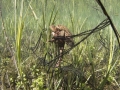 Crapaud commun © Anne-Cécile Monnier