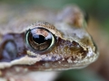 Grenouille rousse © Anne-Cécile Monnier