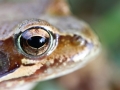 Grenouille rousse © Anne-Cécile Monnier