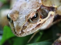 Grenouille rousse © Anne-Cécile Monnier
