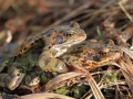 Grenouille rousse © Anne-Cécile Monnier