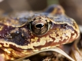 Grenouille rousse © Anne-Cécile Monnier
