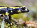 Salamandre tachetée © Anne-Cécile Monnier