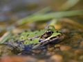 Grenouille verte © Anne-Cécile Monnier