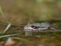 Grenouille verte © Anne-Cécile Monnier