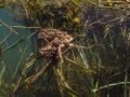 Crapaud commun © Anne-Cécile Monnier