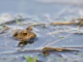 Crapaud commun © Anne-Cécile Monnier