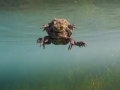 Crapaud commun © Anne-Cécile Monnier